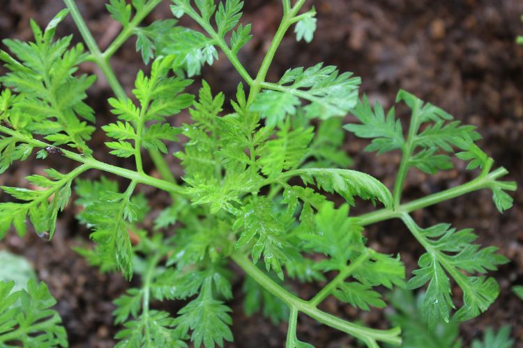 Artemesia Vulgarus en phase de bouturage et de transplantation à IBAY-SUP (3)